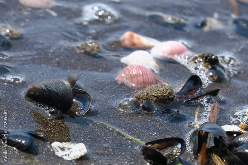 summer background. seashells on sand