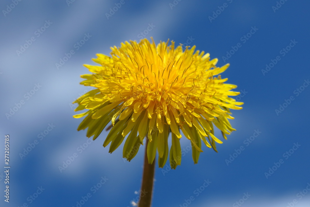 Macro Photo of a dandelion plant. Dandelion plant with a fluffy yellow bud. Yellow dandelion flower growing in the ground. Dandelion with sky on background Macro Photo of a dandelion plant. Dandelion plant with a fluffy yellow bud. Yellow dandelion flower growing in the ground. Dandelion with sky on background