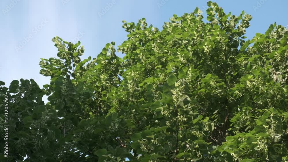 flowering linden branch in the wind flowering linden branch in the wind