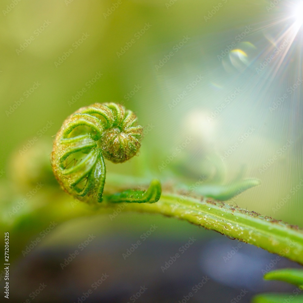 Fototapeta premium green fern plant leaf textured in the nature in summer, green background
