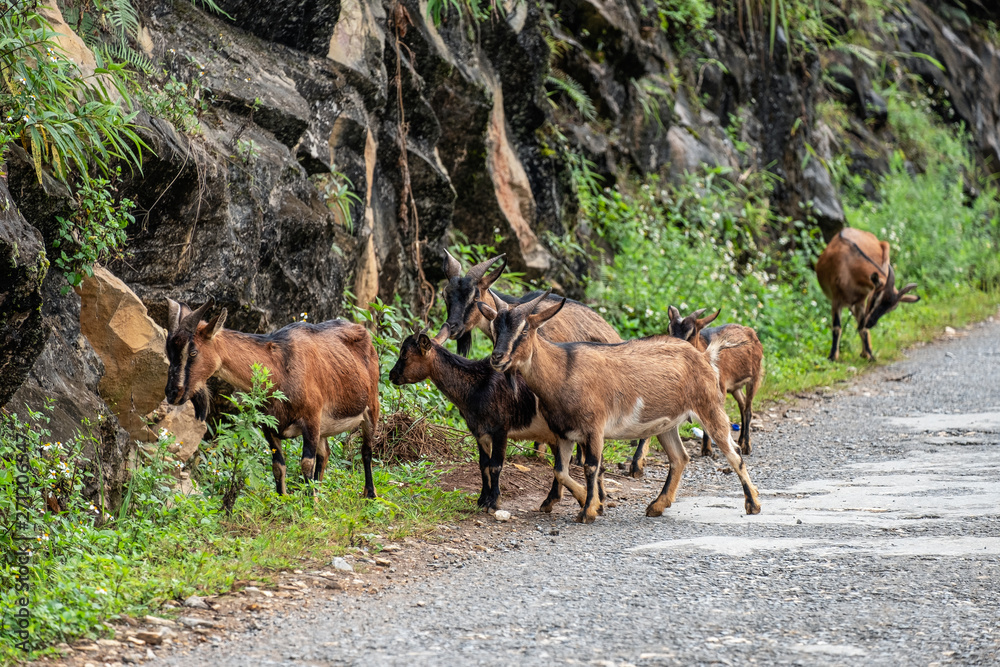 Flock of brown goat are grazing grass in valley