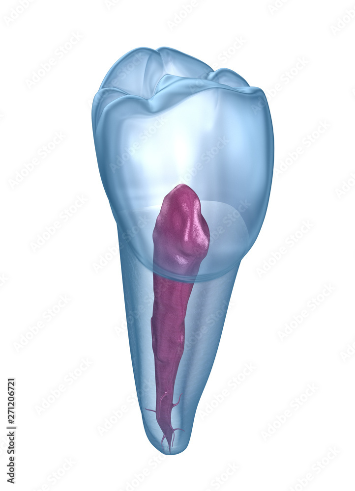 Dental root anatomy - Mandibular Second premolar tooth. Medically accurate dental 3D illustration Dental root anatomy - Mandibular Second premolar tooth. Medically accurate dental 3D illustration