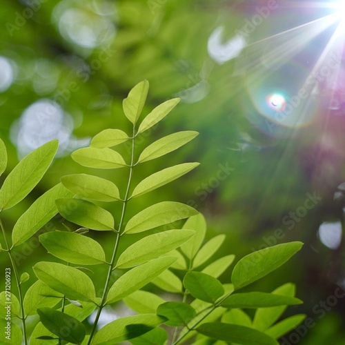 green tree leaves and branches in the nature in summer  green background