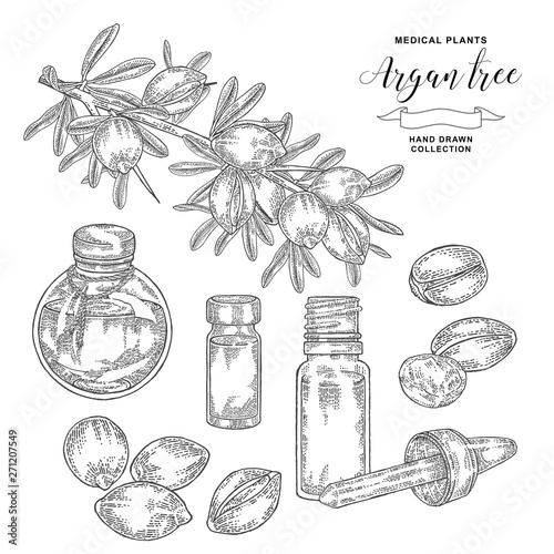 Argan tree, argania spinosa branch with nuts and flowers. Glass bottles of oil. Medical and cosmetic plants. Vector illustration engraved.