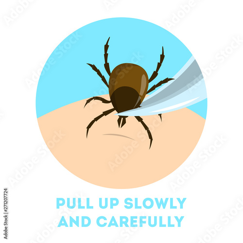How to remove a mite insect. Brown parasite, risk of encephalitis