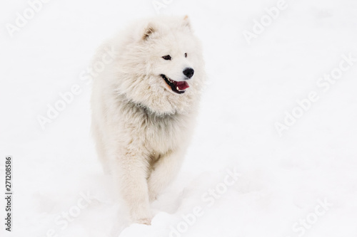 Young samoyed on a white snowy background © Zayne C.