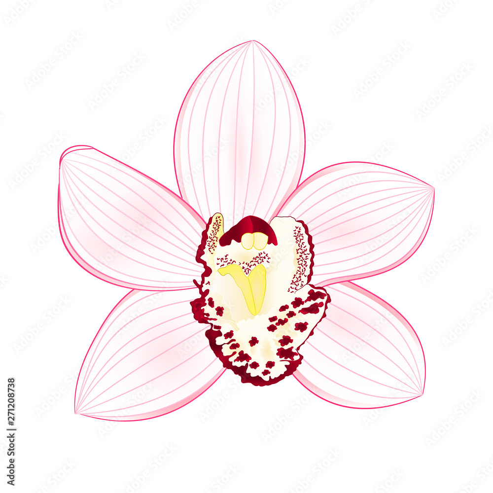 Tropical Orchid Cymbidium white flower realistic  on white background vintage vector illustration editable hand draw