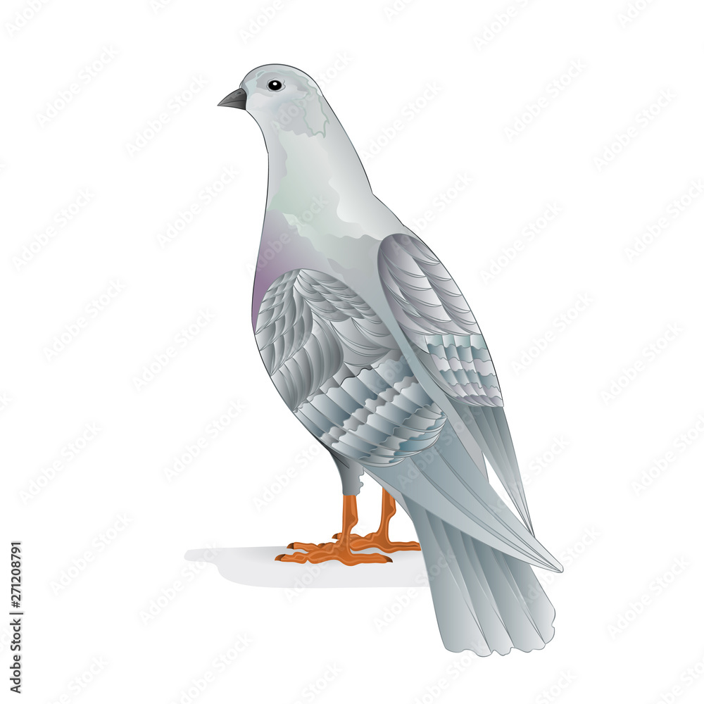 White pigeon breeding bird domestic breeds sports bird on white background  vintage vector animals illustration for design editable hand draw Stock  Vector | Adobe Stock