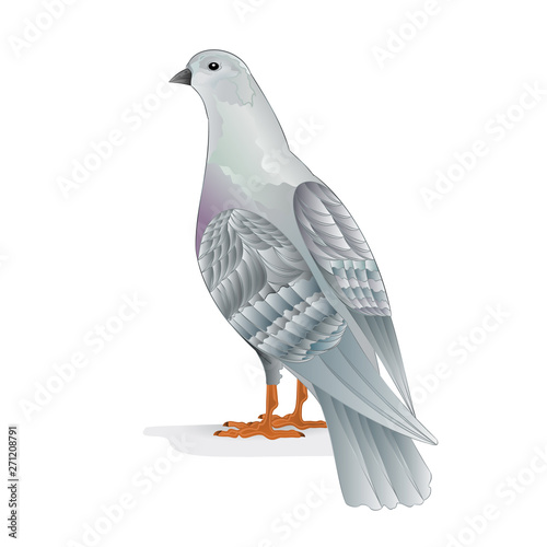 White pigeon breeding bird   domestic breeds sports bird on white background vintage   vector  animals illustration for design editable hand draw