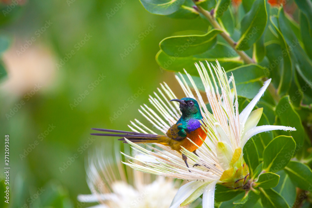 Naklejka premium Southern Double Collared Sunbird, Kirstenbosch Gardens, Cape Town, South Africa