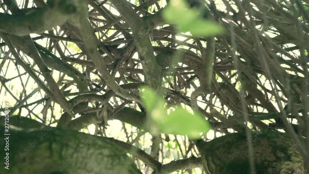 Closeup Tracking Shot Of A Tree Trunk With Green Foliage & Bokeh In The Background. Closeup Tracking Shot Of A Tree Trunk With Green Foliage & Bokeh In The Background.