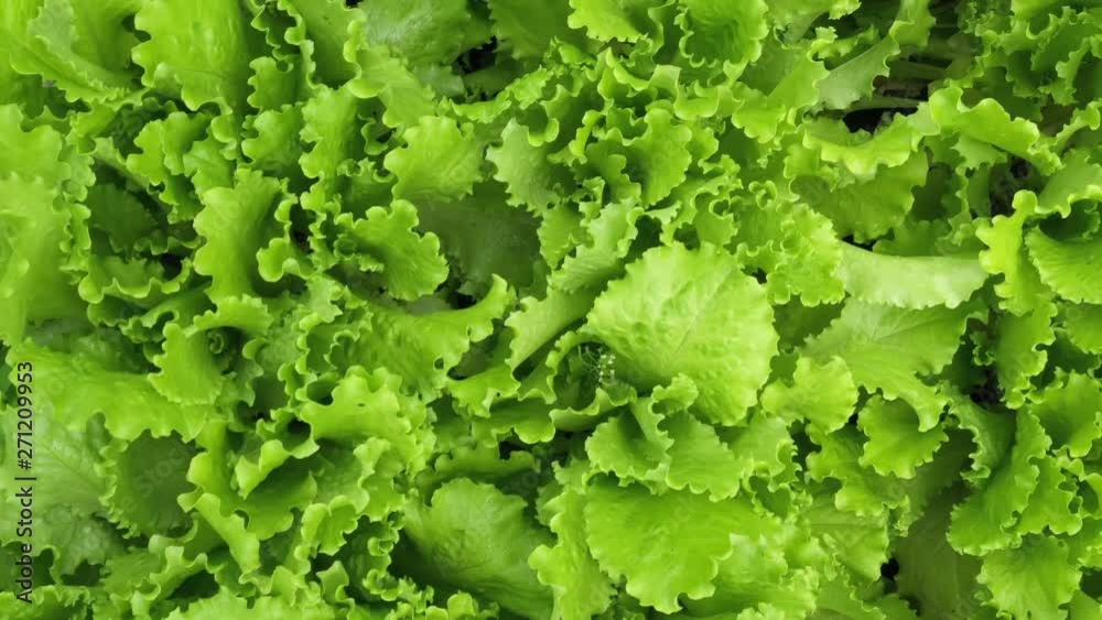 Texture of leaves of juicy lettuce close-up. Agriculture. Plantation. Salad.