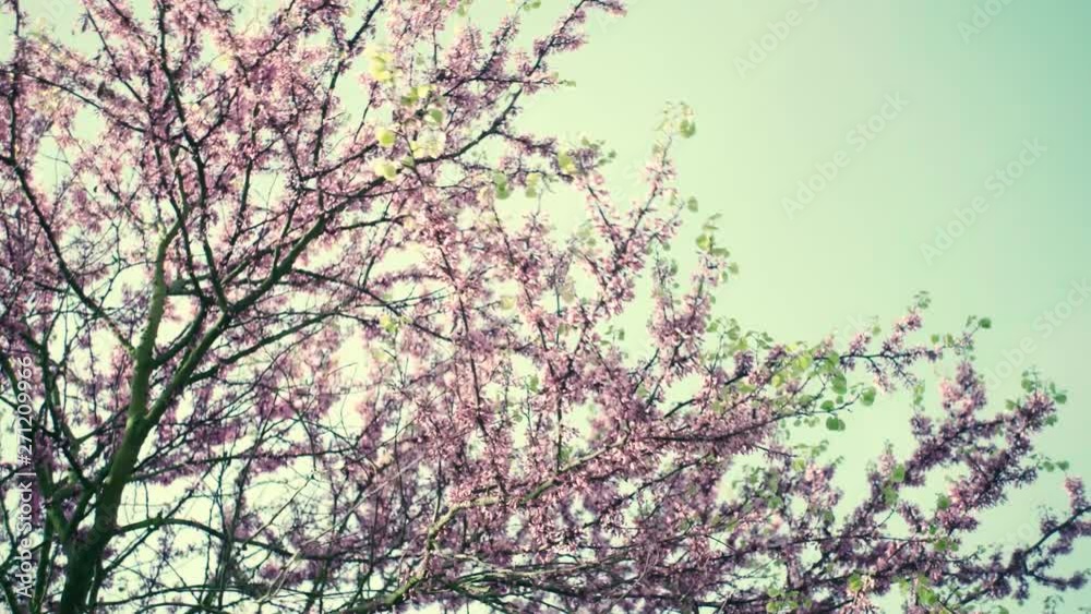 Closeup Of A Isolated Cherry Blossom Tree In A Urban City Park. Closeup Of A Isolated Cherry Blossom Tree In A Urban City Park.