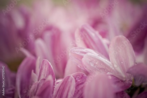 Colorful petals from garden. Macro photography.