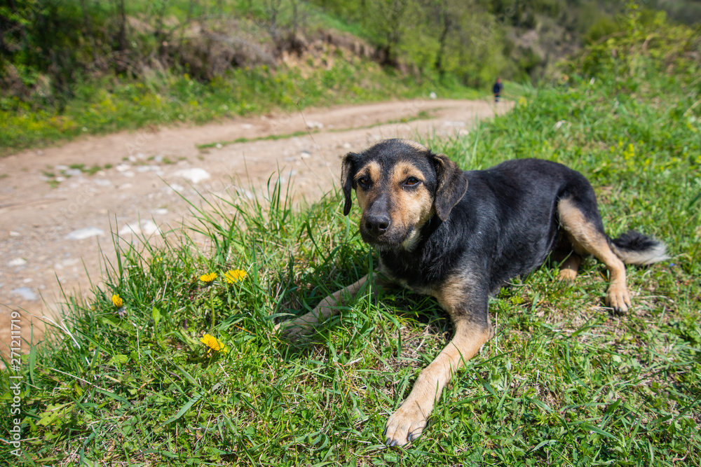 A dog in nature is lying on the grass A dog in nature is lying on the grass