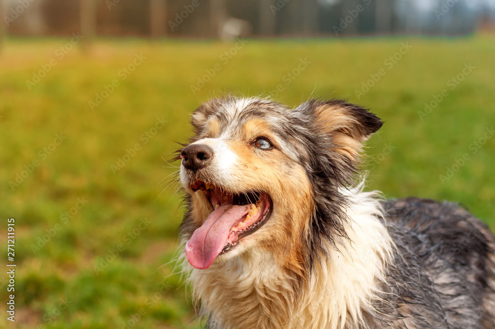 Portrait of a border collie dog