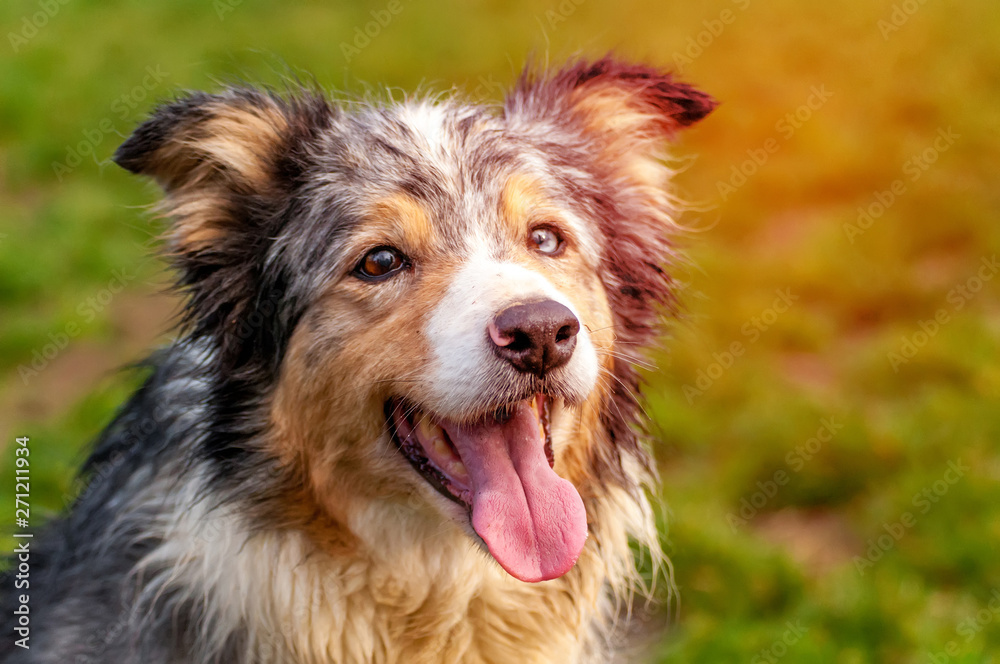 Portrait of a border collie dog