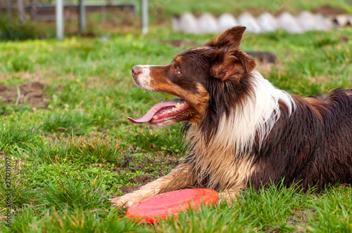 A border collie dog playing with a frisbee