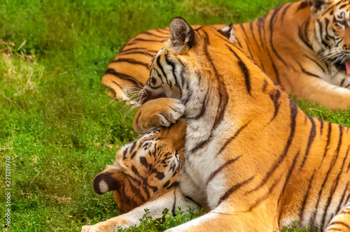 View on the amur tigers playing or fighting