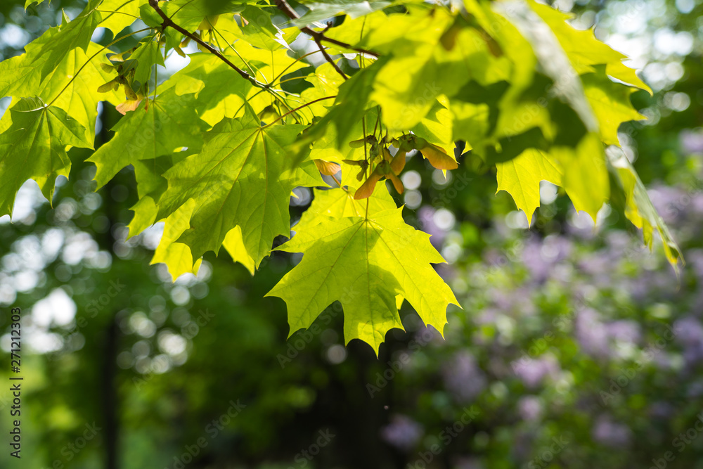 fresh spring maple foliage in sunlight with blurred background fresh spring maple foliage in sunlight with blurred background