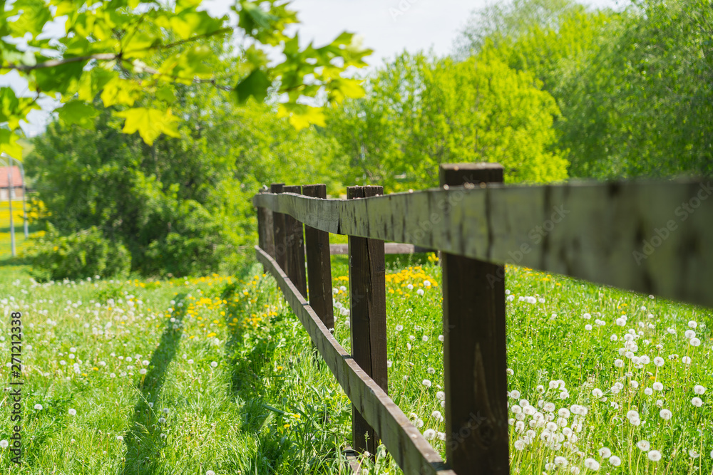 wooden fence in spring garden with white and yellow dandelions, sunny day shot