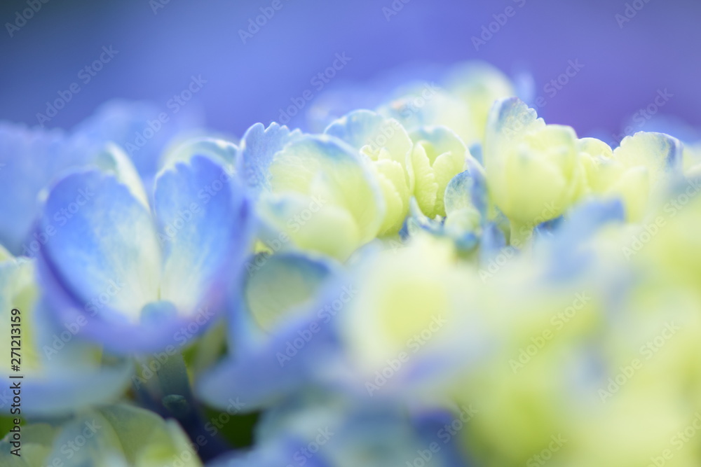 Fototapeta premium 6月の紫陽花