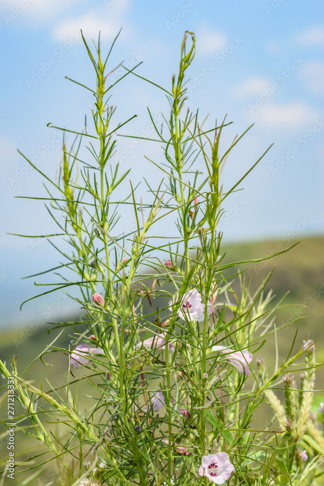 Grass Flowers Clouds