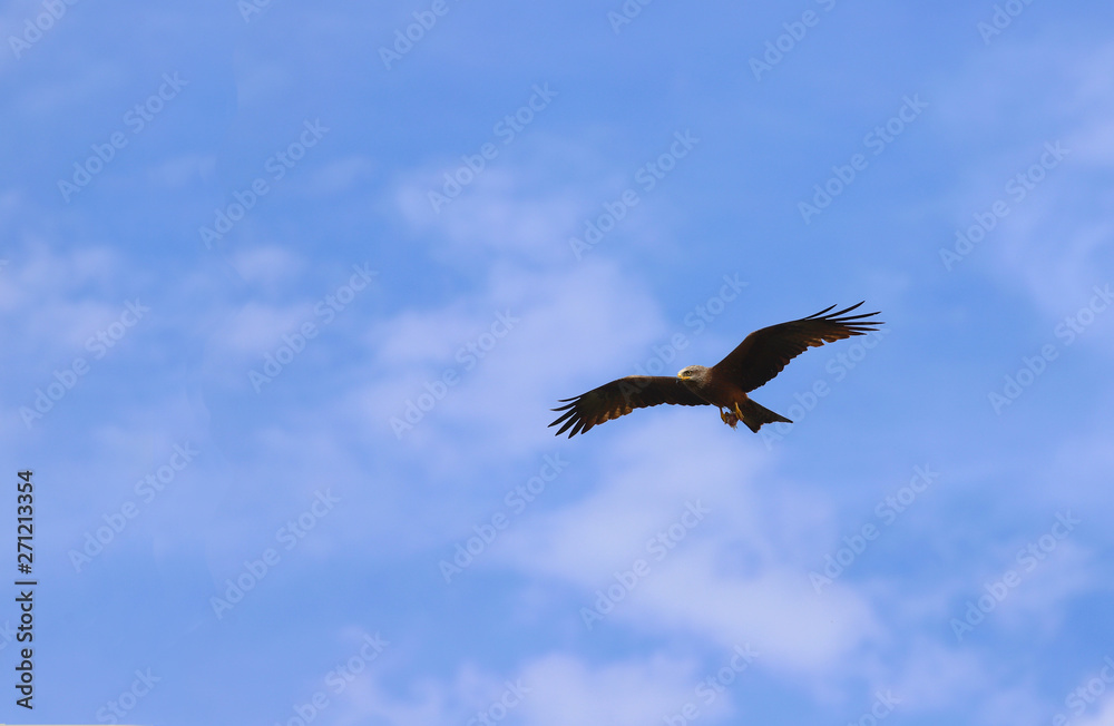 Steppe Eagle flying spreading its wings under a blue sky Steppe Eagle flying spreading its wings under a blue sky