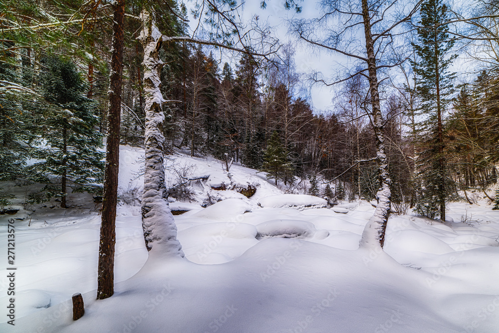 Fototapeta premium snow-covered forest with pine trees, snowdrifts and a tree in the foreground