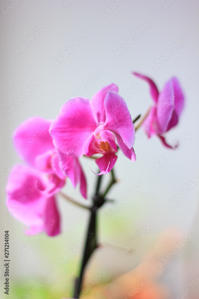 Fototapeta premium Beautiful purple orchid phalaenopsis flowers. Orchid flowers.