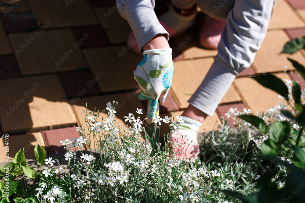 Naklejka premium Photo of gardener removing weed from soil