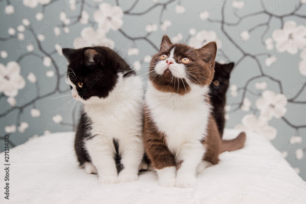 Beautiful British Shorthair kittens