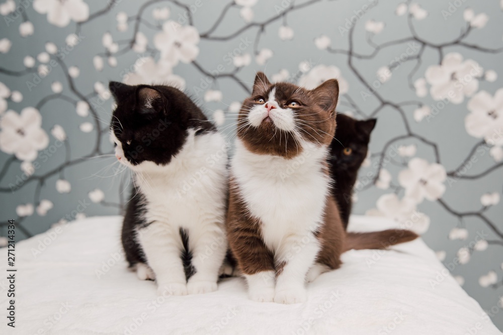 Fototapeta premium Beautiful British Shorthair kittens