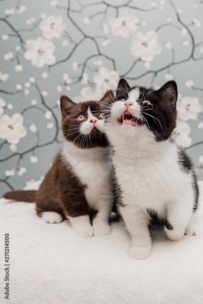 Fototapeta premium Beautiful British Shorthair kittens