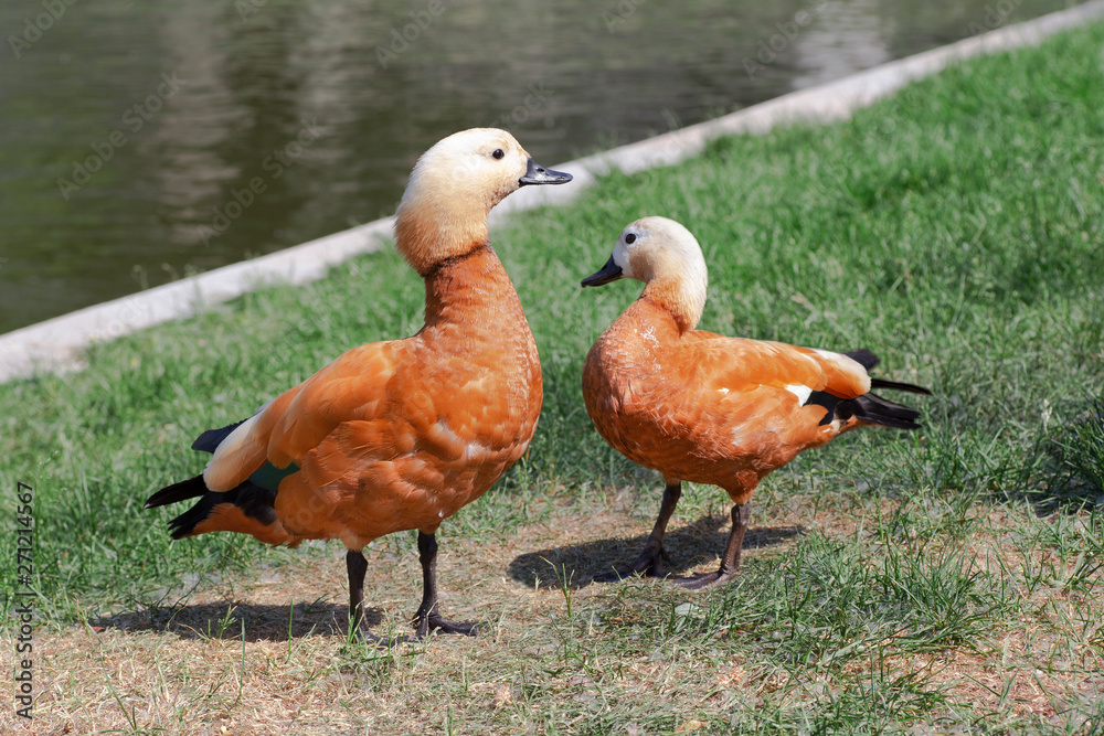 Tadorna ferruginea or red duck Tadorna ferruginea or red duck