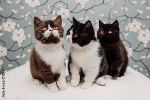 Beautiful British Shorthair kittens © belyaaa