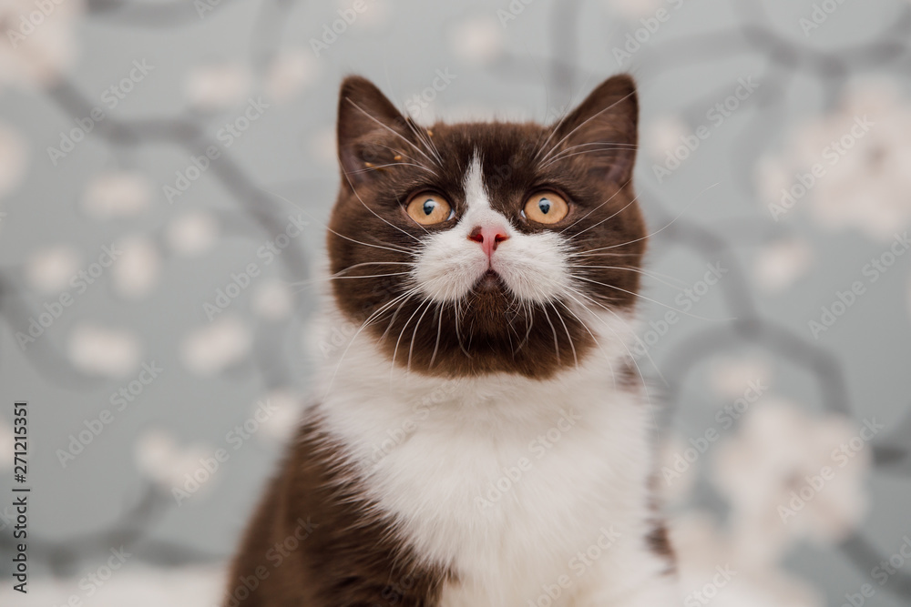Beautiful British Shorthair kittens Beautiful British Shorthair kittens