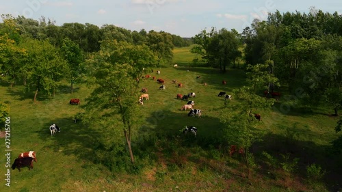 Herd of Cows Eating Grass on Agricultural Dairy Farm Field Aerial 4k
