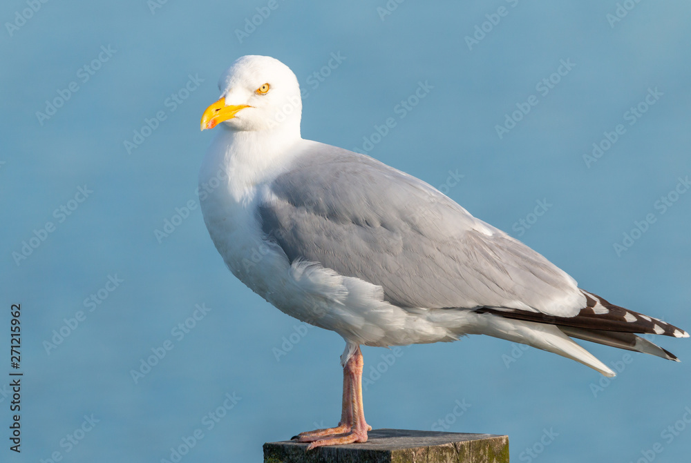Lesser black gull standing on a pole Lesser black gull standing on a pole