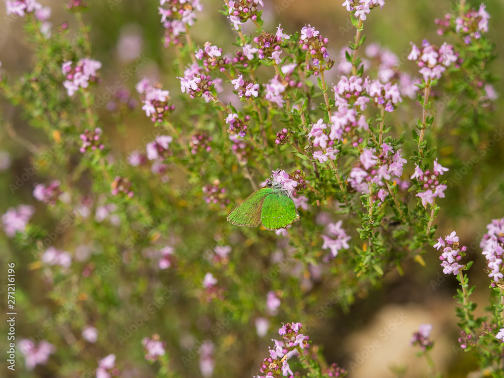 Le petit papillon, l'argus vert ou la Thécle de la Ronce (Callophrys rubi) Le petit papillon, l'argus vert ou la Thécle de la Ronce (Callophrys rubi)