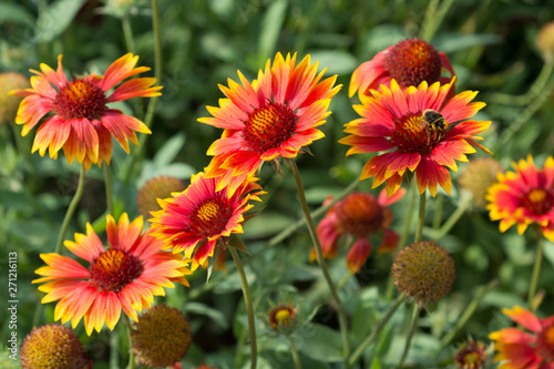 Gaillardia aristata flowers in the garden