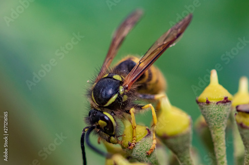 wasp on flower © Alvaro