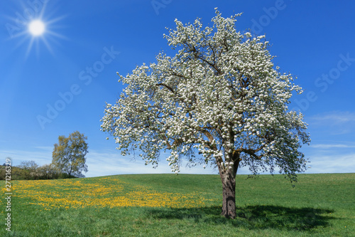 Üppig blühender Birnbaum in einer Wiese mit gelbem Löwenzahn vor blauem Himmel mit Sonne