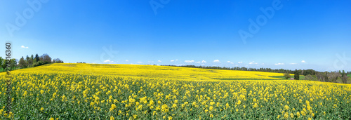 Panorama von einem blühenden, nach rechts leicht abfallenden Rapsfeld im Frühling