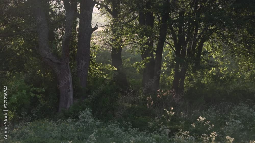 Beautiful morning scenery in the forest, with the sun casting sun rays of light through the mist and tree branches Beautiful morning scenery in the forest, with the sun casting sun rays of light through the mist and tree branches