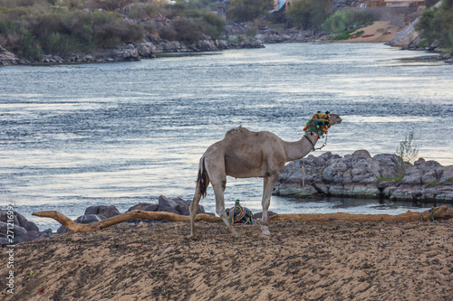 Close up of a dromedary on a bank of the Nile close to Aswan photo