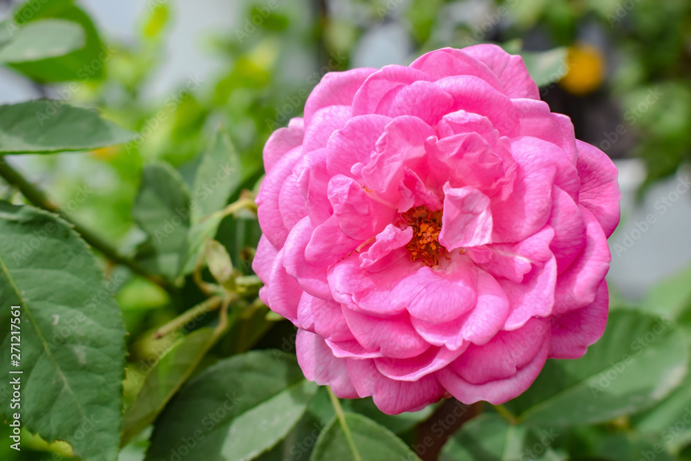 Pink Rose Closeup