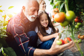 Grandfather growing organic vegetables with grandchildren and family at farm