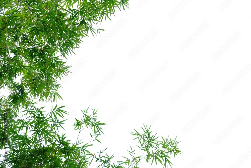 Asian bamboo plant with leaves branches on white isolated background for green foliage backdrop Asian bamboo plant with leaves branches on white isolated background for green foliage backdrop