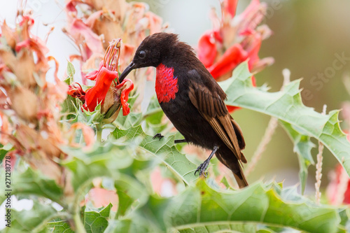 Scarlet-chested Sunbird eating from a nice red flower - Bahir Dar/ Lake Tana - Ethiopia